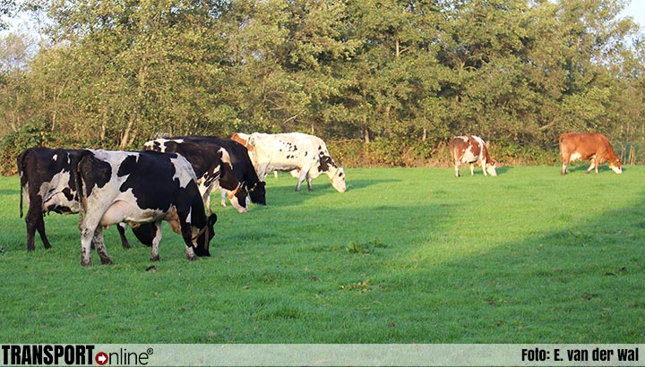 Concept-landbouwakkoord rekende op 25 tot 30 procent minder vee