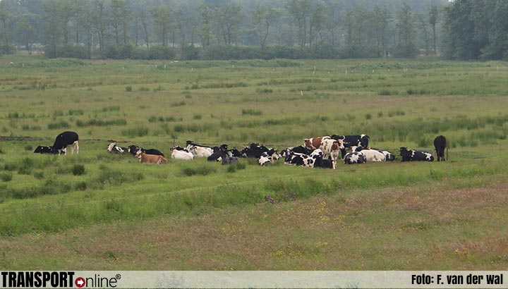 Studie: methaanuitstoot vee in lijn te brengen met klimaatdoelen