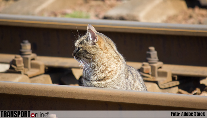 Frans spoorwegbedrijf beboet voor dood kat na landelijke ophef
