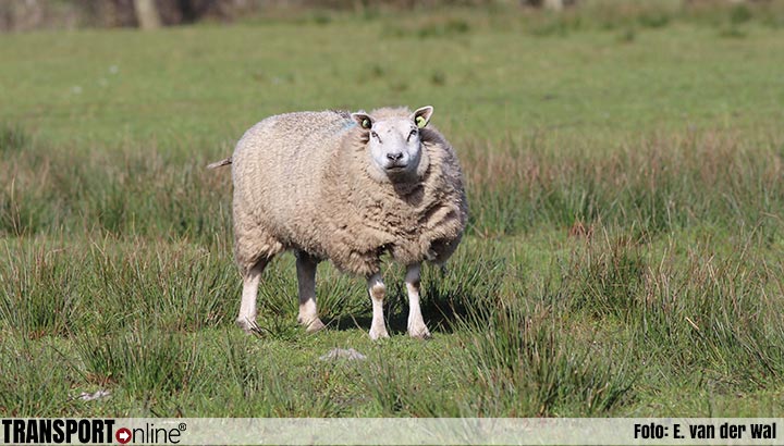 NVWA neemt 70 schapen in beslag vanwege nalatige verzorging
