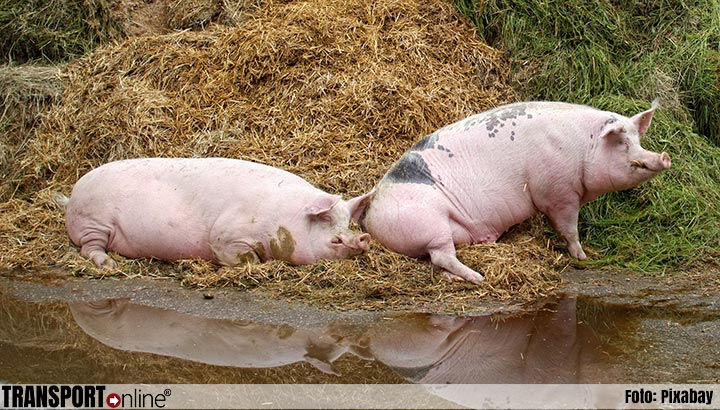 Vooral Brabantse varkensboeren geven er de brui aan