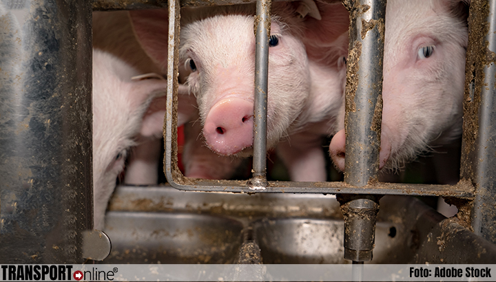 Tientallen varkens omgekomen door uitvallen stalventilatie Rhenen