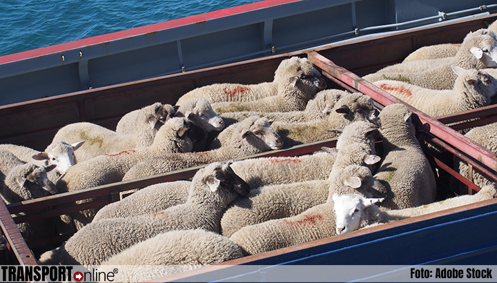 'EU moet onveilige veeschepen verbieden, maar niet het vervoer van vee over zee'