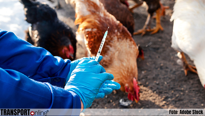 Vaccinatietraject vogelgriep gaat door met twee vaccins
