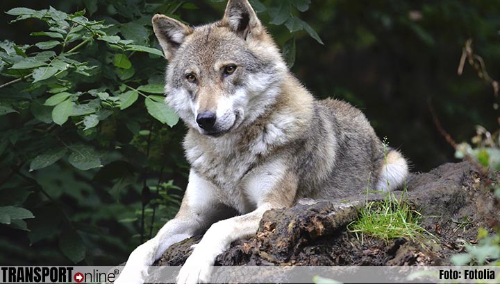 Gewonde na melding aanval wolf, politie schiet dier dood