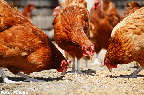 Ontnemingen tot 100.000 euro geëist tegen pluimveehouders vanwege houden van teveel kippen