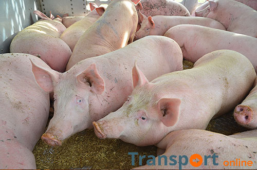 Honderden varkens dood door hitte in Middelharnis