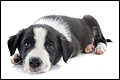 Verplichte vaccinatie hondsdolheid bij import puppies en kittens