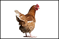 Kippen pluimveebedrijf Ter Aar geruimd