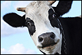 'Honderd veehouders gesloten om vervuild voer'