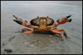 Duizenden dode krabben op strand Zandvoort-IJmuiden
