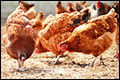 Milde vogelgriep op kippenboerderij Brabant