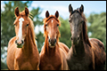 Fraude met paarden bij Limburgs bedrijf