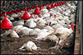 Gelders pluimveebedrijf geruimd om vogelgriep